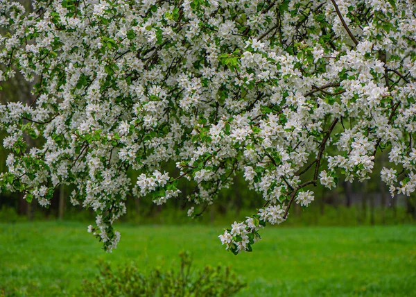 Branches Pommier Avec Des Fleurs Fleurs Dans Jardin Sur Fond — Photo