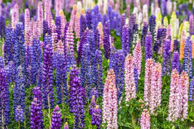 Patagonia, Arjantin, Güney Amerika ve parlak renkli çiçek açan lupines alan