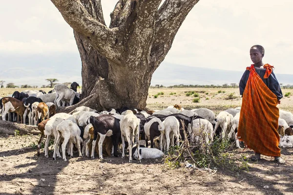 Afrikalı kabile kızla Masai Ngorongoro Milli Parkı'nda keçi sürüsü. Afrika savana doğa ve insan, Tanzanya