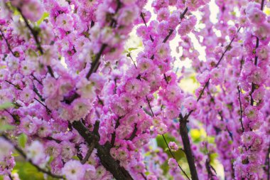 Güzel yumuşak parlak pembe twigs sakura çiçeği seçici odak ve yumuşak bulanık arka plan ile. Sakura ağacı çiçeği içinde
