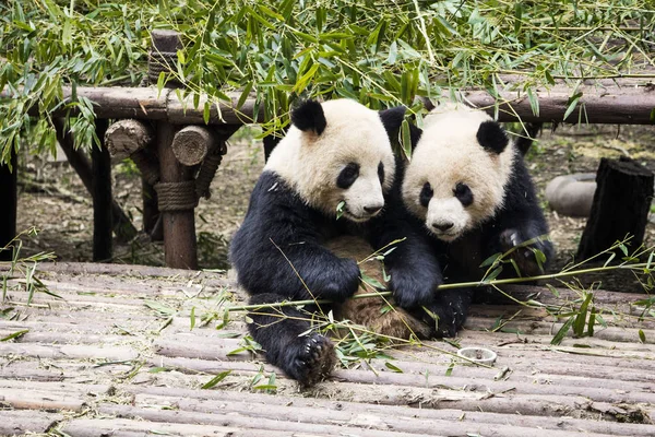 Bonitos Osos Panda Gigantes Comiendo Bambú Zoológico Chengdu Chengdu China — Foto de Stock