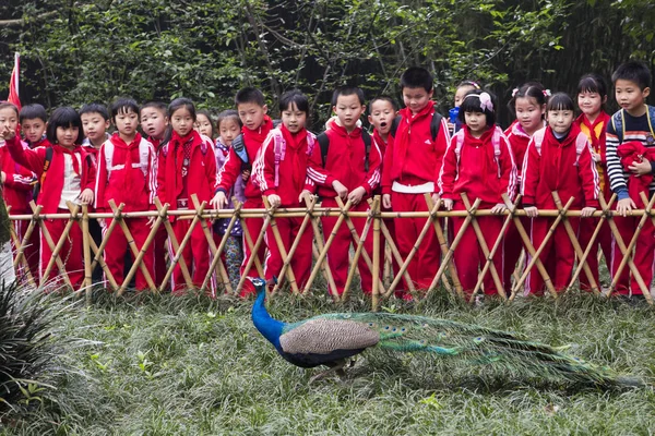 Chengdu China Marzo 2016 Los Niños Chinos Están Curiosamente Viendo — Foto de Stock