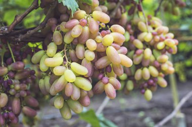 Demet beyaz üzüm asma bahçe üzerinde. Taze olgun sulu üzüm yakın, hasat zamanı