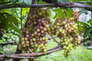 Demet beyaz üzüm asma bahçe üzerinde. Taze olgun sulu üzüm yakın, hasat zamanı