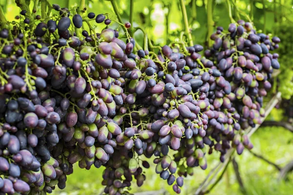 Bunches of  purple grapes on the vine in the garden. Fresh ripe juicy grapes close up, harvest time