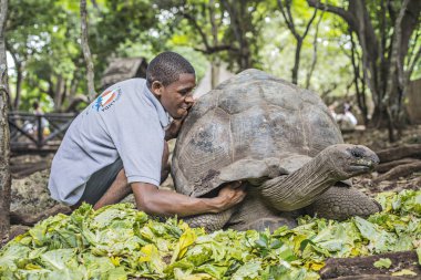 Zanzibar - Ocak 2018: hapishane Adası Zanzibar, Tanzanya - görüntü gruptaki dev bir kaplumbağa besleme kaplumbağa bekçi