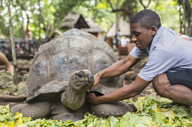 Hapishane Adası Zanzibar, Tanzanya gruptaki dev bir kaplumbağa besleme kaplumbağa bekçi