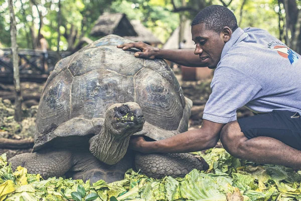 Hapishane Adası Zanzibar, Tanzanya gruptaki dev bir kaplumbağa besleme kaplumbağa bekçi