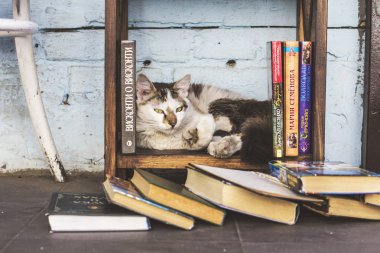 Sokak kedi Podil alan Kiev, Ukrayna sıcak kahve dükkanında sokak Kütüphanesi'nde kitap rafta dinlenme