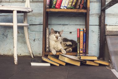 Sokak kedi Podil alan Kiev, Ukrayna sıcak kahve dükkanında sokak Kütüphanesi'nde kitap rafta dinlenme