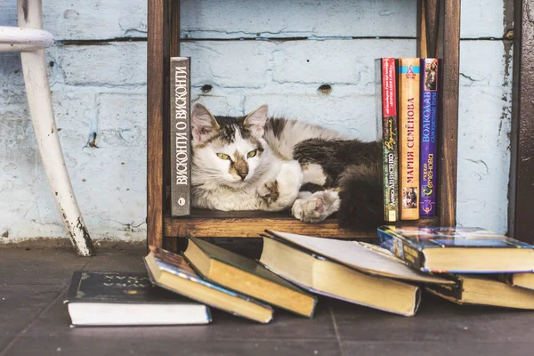 Gato Rua Descansando Prateleira Livro Biblioteca Rua Café Acolhedor Área — Fotografia de Stock