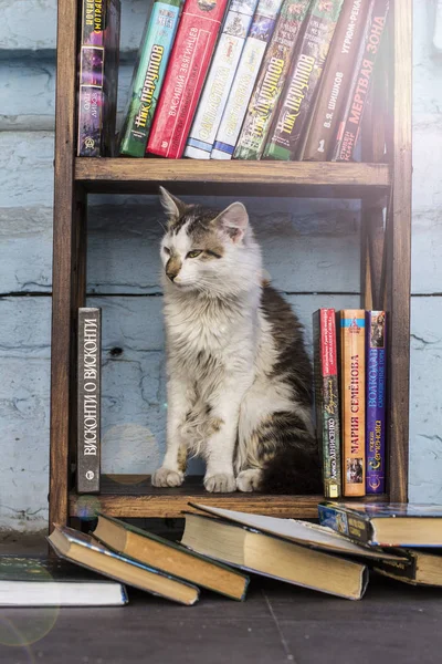 Street Cat Resting Book Shelf Street Library Cozy Coffee Shop — Stock Photo, Image