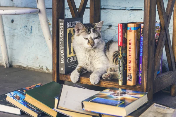 Street Cat Resting Book Shelf Street Library Cozy Coffee Shop — Stock Photo, Image