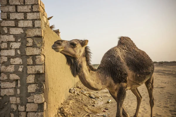 Camellos Prado Desierto Del Sahara Egipto — Foto de Stock