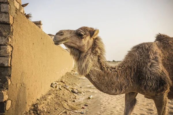 Cammelli Nel Paddock Nel Deserto Del Sahara Egitto — Foto Stock