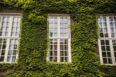 Sarmaşık kaplı evde merkezi Kopenhag, Danimarka