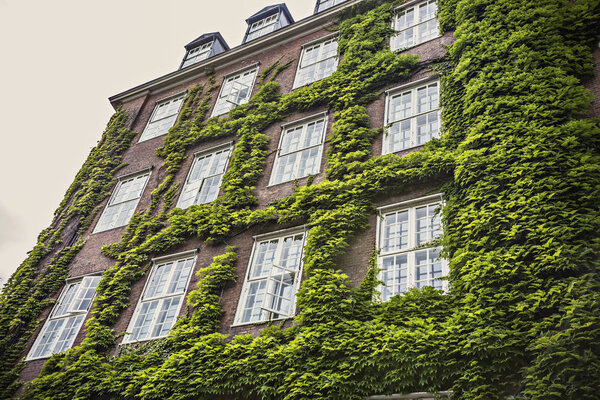 Ivy-covered house in the center of Copenhagen, Denmark