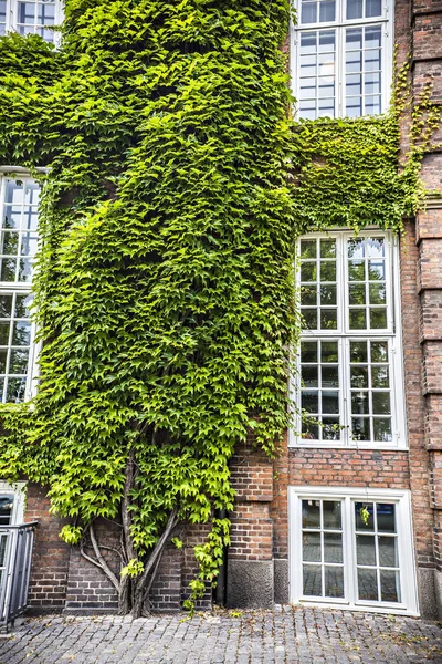 Murgröna Täckta Hus Centrala Köpenhamn Danmark — Stockfoto