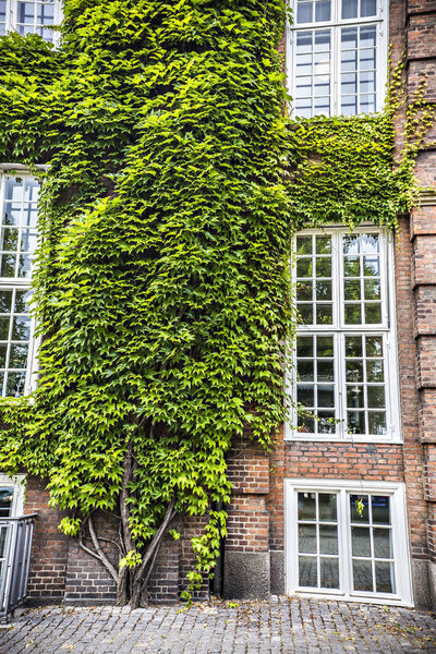 Ivy-covered house in the center of Copenhagen, Denmark
