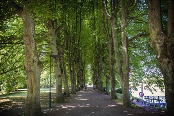 View Alley Trees Park Walking People — Stockfoto