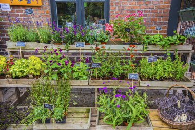 Bitkiler dükkanda Copenhagen Botanik Bahçesi, Danimarka 