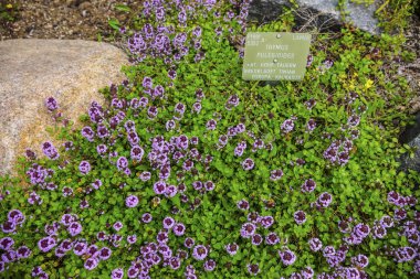 Büyüyen baharın çiçekleri, çiçeklerin güzelliği. 