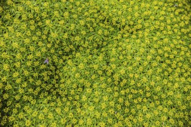 Azorella trifurcata bitki ile küçük parlak yaprakları ve doku sarı çiçekler, yakın çekim