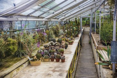 Egzotik bitki ve kaktüsler Kopenhag, Danimarka botanik bahçesinde yeşil evin içinde