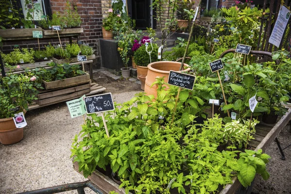 丹麦哥本哈根植物园的植物店 — 图库照片