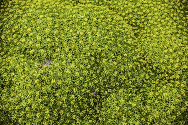Azorella Trifurcata Planta Con Pequeñas Hojas Brillantes Flores Amarillas Textura — Foto de Stock