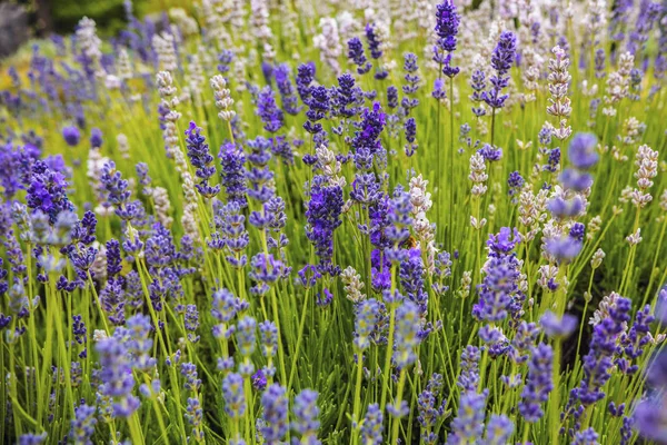 Flores Lavanda Luz Suave Manhã Fundo Lavanda Papel Parede — Fotografia de Stock