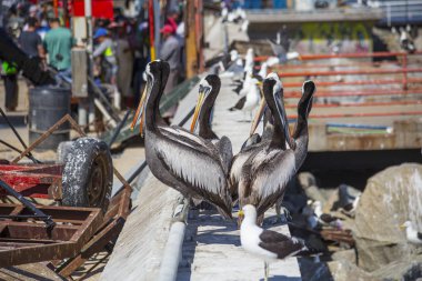 Valparaiso, Şili, Güney Amerika'da yiyecek için bekleyen pelikanlar balık pazarı