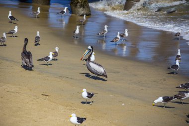 Pelikan ve martılar sahilde Valparaiso, Şili