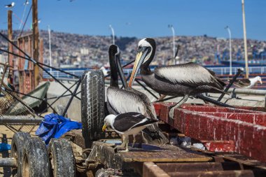 Close up of pelican's face with big beak  on the fish market in Valparaiso, Chile clipart