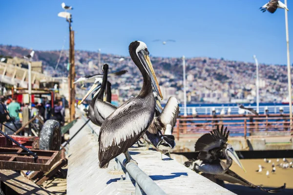 Пеликаны Рыбном Рынке Вальпараисо Чили Южная Америка — стоковое фото