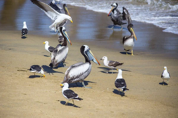 Pelikany Mewy Plaży Valparaiso Chile — Zdjęcie stockowe