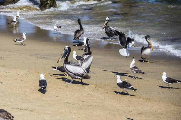 Пеликаны Чайки Пляже Вальпараисо Чили — стоковое фото