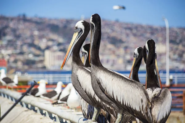 Primer Plano Cara Pelícano Con Gran Pico Mercado Pescado Valparaíso — Foto de Stock