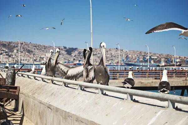 Крупный План Лица Пеликана Большим Клювом Рыбном Рынке Вальпараисо Чили — стоковое фото