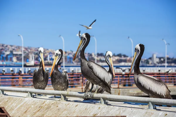 Primer Plano Cara Pelícano Con Gran Pico Mercado Pescado Valparaíso — Foto de Stock