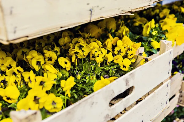 木制盒子中的花园黄环花 植物美丽 — 图库照片