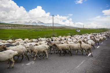 Koyun sürüsü Ermenistan'da yolda. Ermeni kırsal, Syunik Eyaleti, Ermenistan
