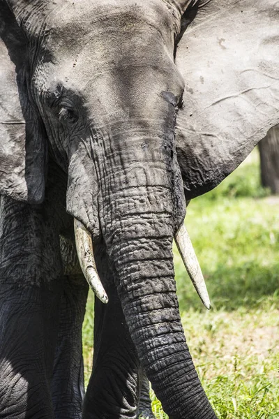 Afrikaanse Olifanten Tarangire National Park Tanzania Hoofd Van Afrikaanse Olifant — Stockfoto