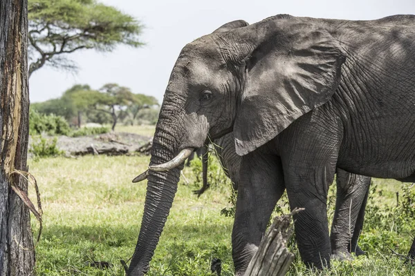 Afrikaanse Olifanten Tarangire National Park Tanzania Hoofd Van Afrikaanse Olifant — Stockfoto