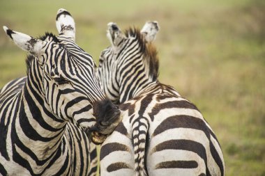 Afrika zebralar. Zebralar birbirlerine ısırma. Zebralar, Serengeti Milli Parkı, Tanzanya