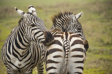 Afrika zebralar. Zebralar birbirlerine ısırma. Zebralar, Serengeti Milli Parkı, Tanzanya