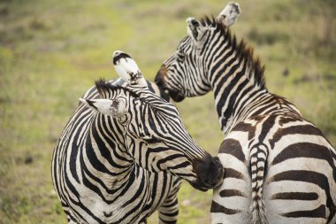 Afrika zebralar. Zebralar birbirlerine ısırma. Zebralar, Serengeti Milli Parkı, Tanzanya