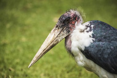 Afrika kuşlar. Leylek Marabou, Ngorongoro Milli Parkı, Tanzanya