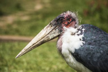 Afrika kuşlar. Leylek Marabou, Ngorongoro Milli Parkı, Tanzanya
