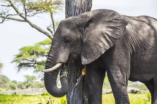 Afrikaanse Olifanten Tarangire National Park Tanzania Hoofd Van Afrikaanse Olifant — Stockfoto